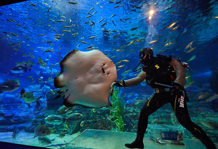 SEA LIFE Busan Aquarium & Brickman Wonders of World Package