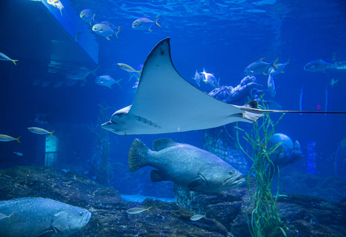 SEA LIFE BUSAN AQUARIUM