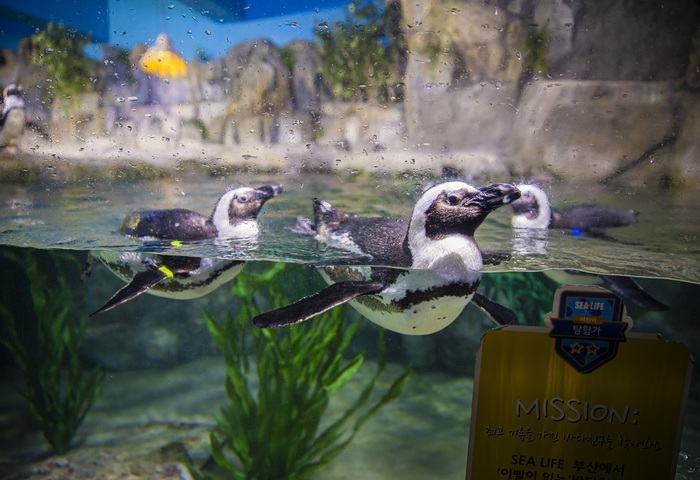 SEA LIFE BUSAN AQUARIUM